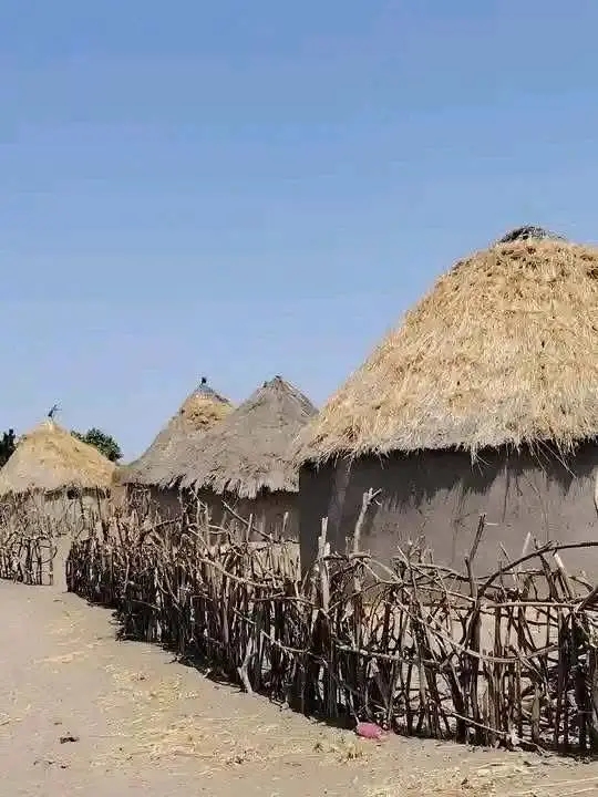 كسلا ود الحليو